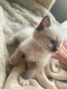 GORGEOUS BABY WHITEMITTTED & CHOCOLATEPOINT RAGDOLLS!! - Photo 4