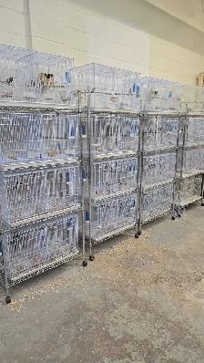 Aviary Sale - Edmonton Based