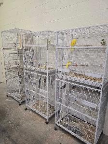 Aviary Sale - Edmonton Based - Photo 2