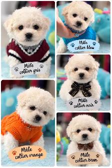 MAGNIFIQUES CHIOTS BICHON FRISÉ À VENDRE - Photo 2