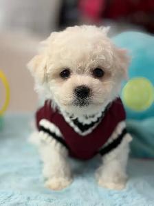 MAGNIFIQUES CHIOTS BICHON FRISÉ À VENDRE - Photo 3