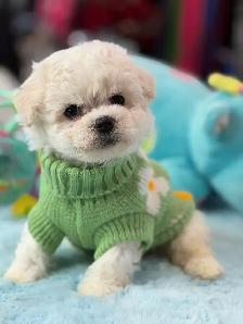 MAGNIFIQUES CHIOTS BICHON FRISÉ À VENDRE - Photo 4