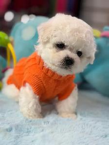 MAGNIFIQUES CHIOTS BICHON FRISÉ À VENDRE - Photo 5