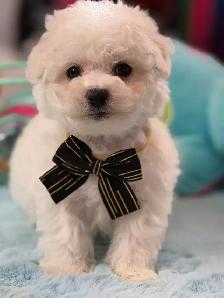 MAGNIFIQUES CHIOTS BICHON FRISÉ À VENDRE - Photo 6