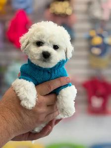 MAGNIFIQUES CHIOTS BICHON FRISÉ À VENDRE - Photo 7