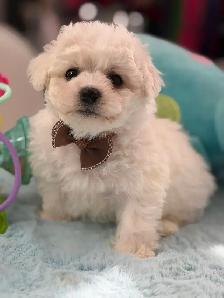 MAGNIFIQUES CHIOTS BICHON FRISÉ À VENDRE - Photo 8