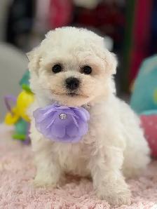 MAGNIFIQUES CHIOTS BICHON FRISÉ À VENDRE - Photo 9