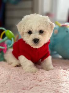 MAGNIFIQUES CHIOTS BICHON FRISÉ À VENDRE - Photo 10