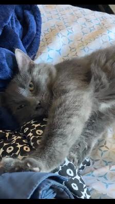 chaton femelle gris
