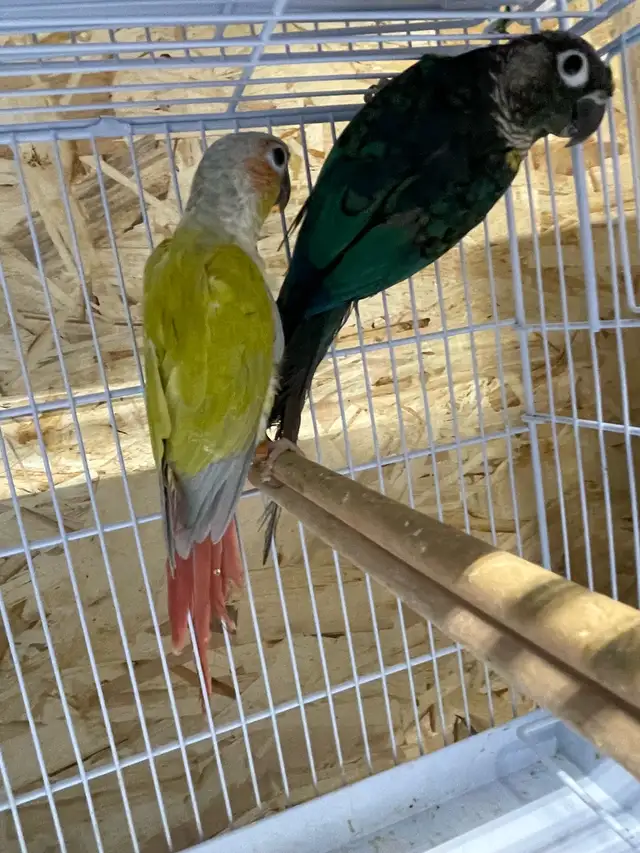 Conure dilute suncheek proven breeding pairs.