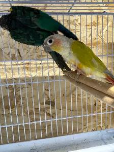 Conure dilute suncheek proven breeding pairs. - Photo 2