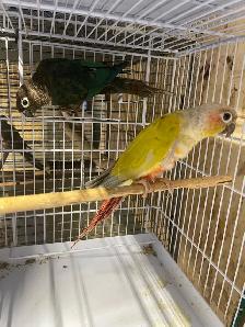 Conure dilute suncheek proven breeding pairs. - Photo 4