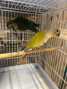 Conure dilute suncheek proven breeding pairs. - Photo 5