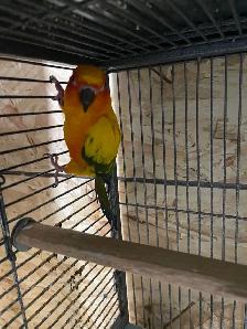 Sun conure female. - Photo 2