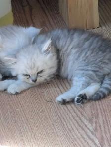 Persian kittens