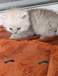 Persian kittens - Photo 2