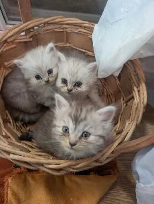 Persian kittens - Photo 3