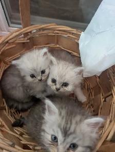 Persian kittens - Photo 4