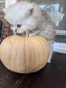 Persian kittens - Photo 5