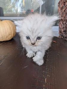 Persian kittens - Photo 6
