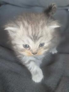 Persian kittens - Photo 7