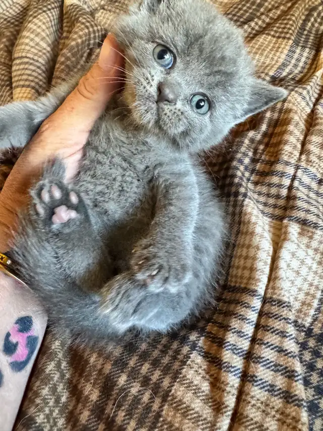 Scottish fold Siamese boys
