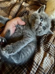Scottish fold Siamese boys - Photo 2