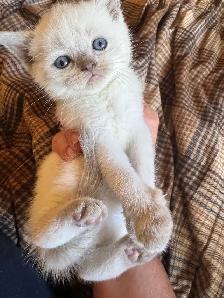 Scottish fold Siamese boys - Photo 3