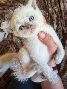 Scottish fold Siamese boys - Photo 4