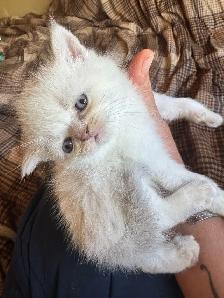 Scottish fold Siamese boys - Photo 6