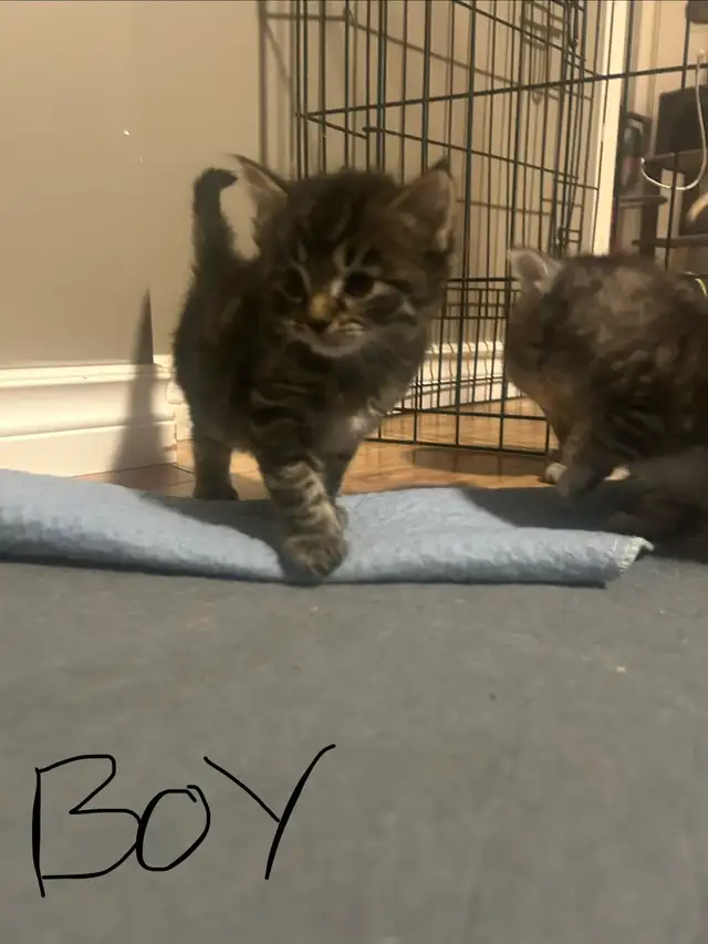 kitties for sale