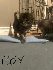 kitties for sale