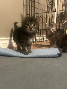 kitties for sale - Photo 2