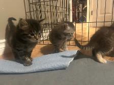kitties for sale - Photo 3