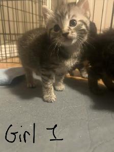 kitties for sale - Photo 4
