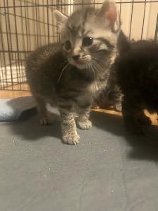 kitties for sale - Photo 5