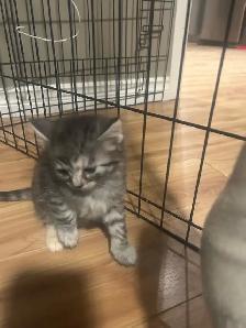 kitties for sale - Photo 6