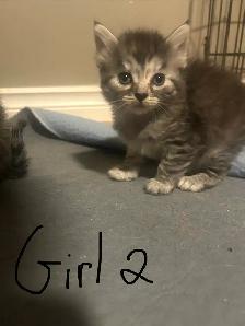 kitties for sale - Photo 7