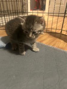 kitties for sale - Photo 8