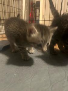 kitties for sale - Photo 9