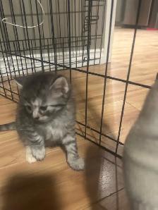 kitties for sale - Photo 10