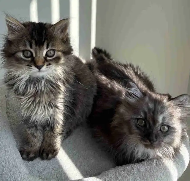 Kittens looking for new homes!
