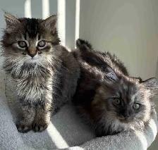 Kittens looking for new homes!