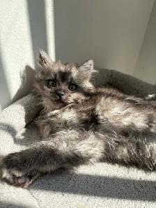 Kittens looking for new homes! - Photo 2