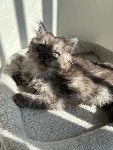 Kittens looking for new homes! - Photo 3
