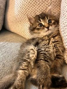 Kittens looking for new homes! - Photo 4