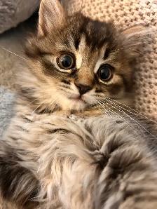 Kittens looking for new homes! - Photo 5