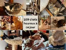 Cat garderie - Photo 4