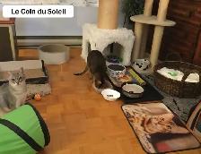 Cat garderie - Photo 6