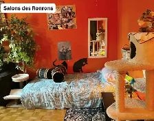 Cat garderie - Photo 8